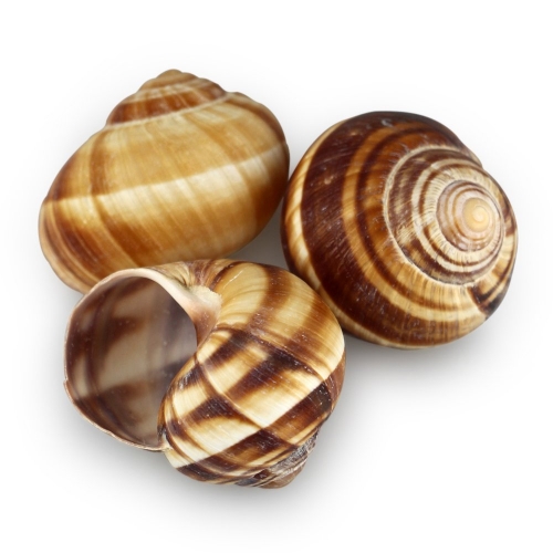 TEI Large Snail Shells 36 pieces