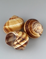 Snail Shells in Bulk Box 72 pieces